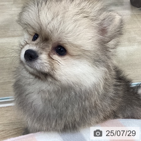 ポメラニアンの写真