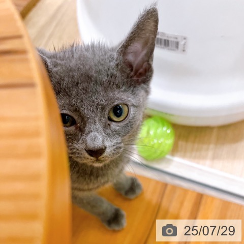 ロシアンブルーの写真