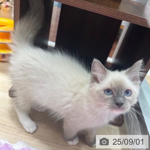 ラグドールの写真