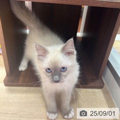 ラグドールの写真
