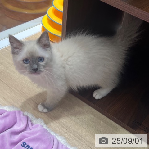 ラグドールの写真