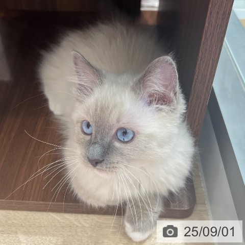 ラグドールの写真