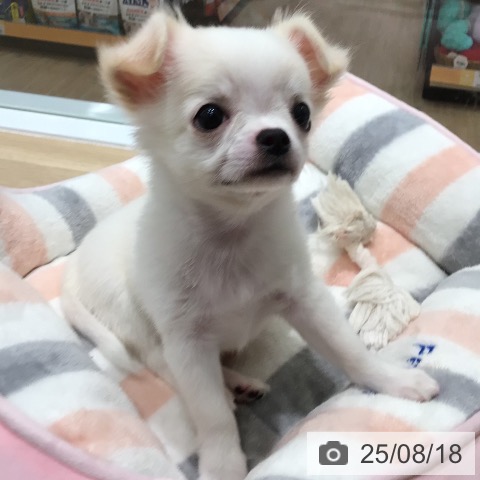 チワワの写真
