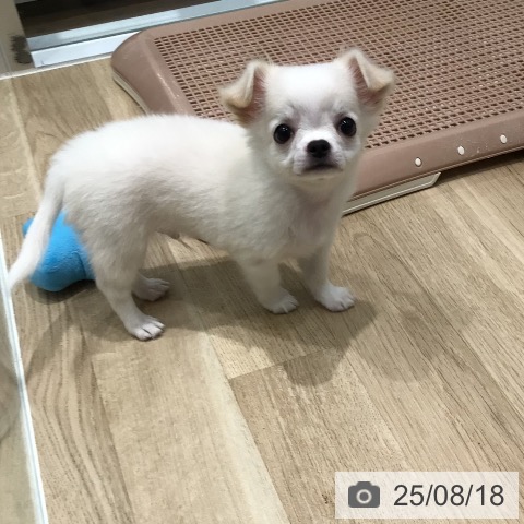チワワの写真