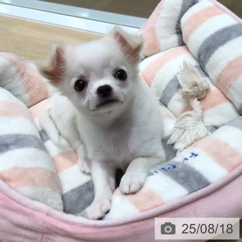 チワワの写真