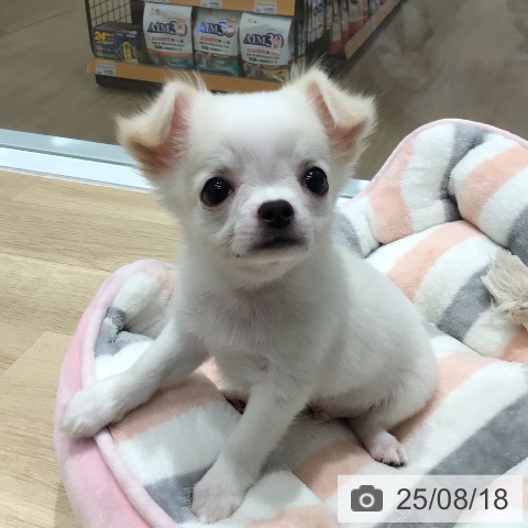 チワワの写真