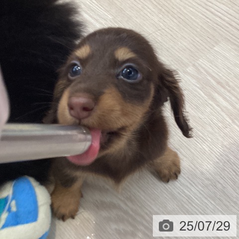 カニーンヘン・ダックスフンドの写真