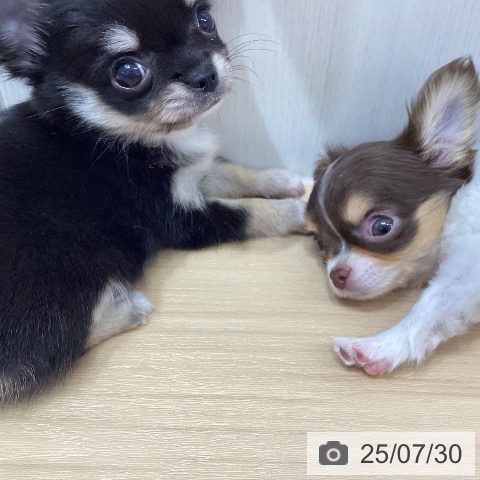 チワワの写真