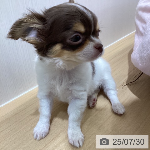 チワワの写真
