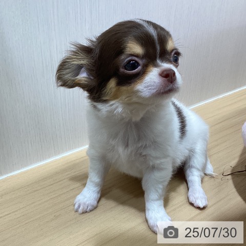 チワワの写真