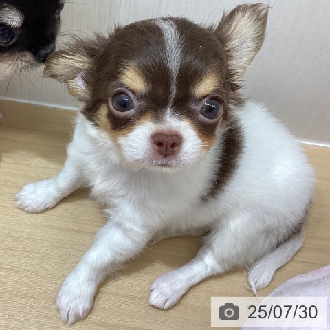 チワワの写真