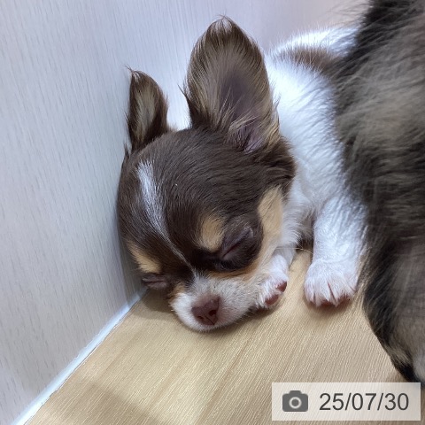 チワワの写真