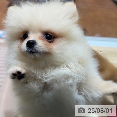 ポメラニアンの写真