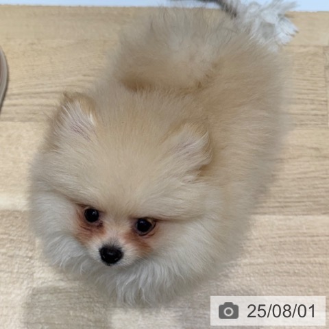 ポメラニアンの写真