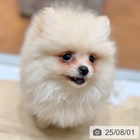 ポメラニアンの写真