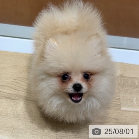 ポメラニアンの写真