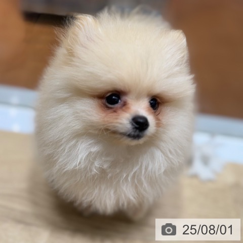 ポメラニアンの写真