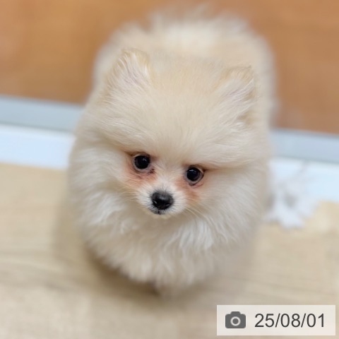 ポメラニアンの写真