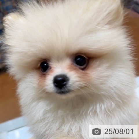 ポメラニアンの写真