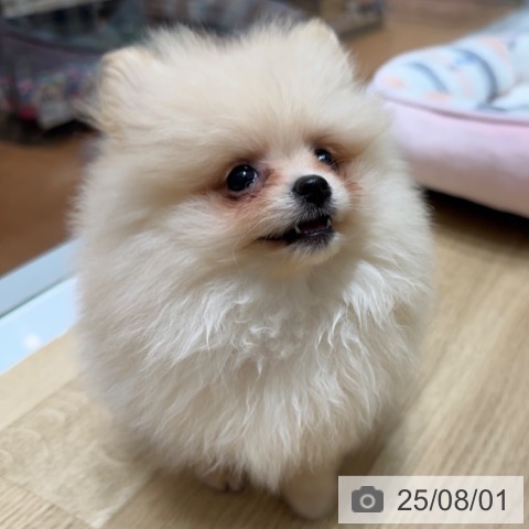 ポメラニアンの写真