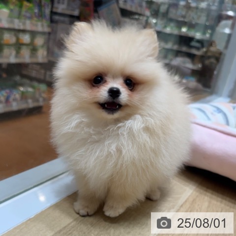 ポメラニアンの写真