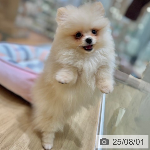 ポメラニアンの写真