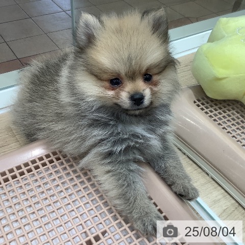 ポメラニアンの写真