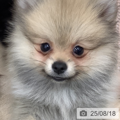 ポメラニアンの写真