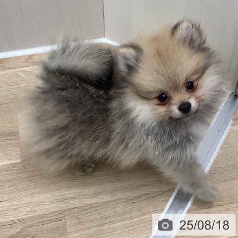 ポメラニアンの写真