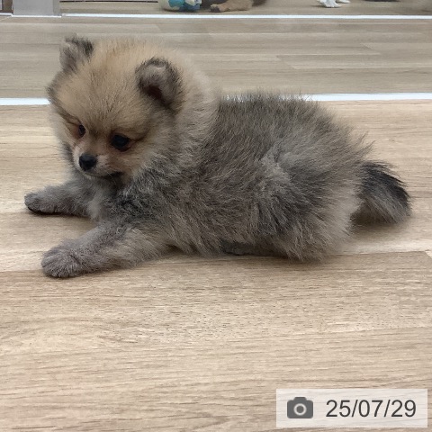 ポメラニアンの写真