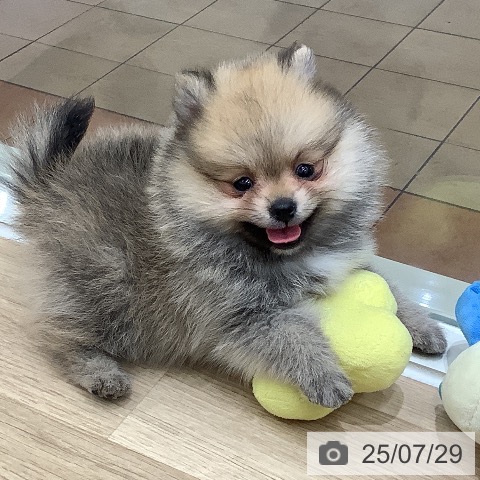 ポメラニアンの写真