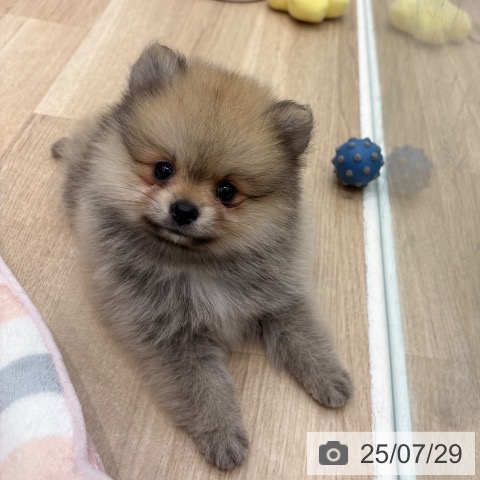 ポメラニアンの写真