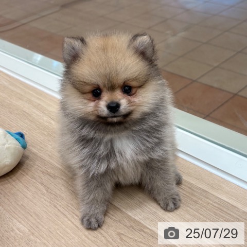 ポメラニアンの写真