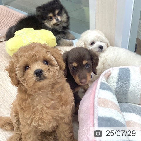 ポメラニアンの写真