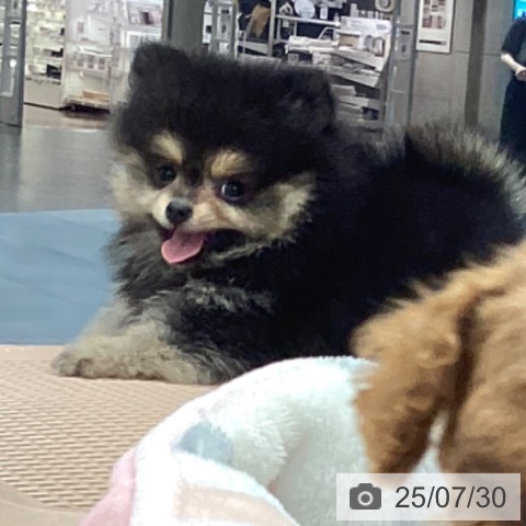 ポメラニアンの写真