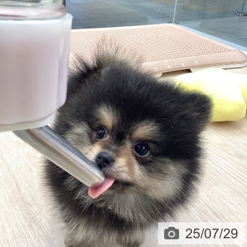 ポメラニアンの写真