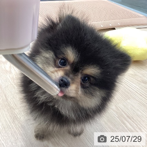 ポメラニアンの写真