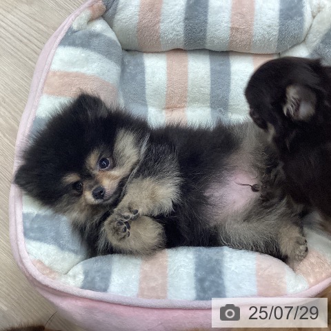 ポメラニアンの写真
