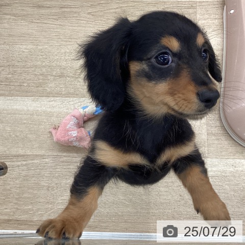 ミニチュア・ダックスフンドの写真