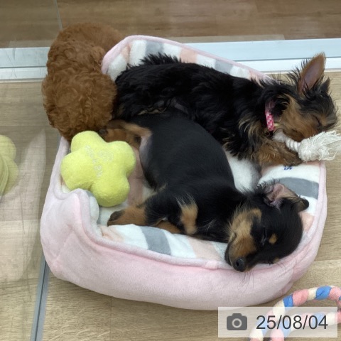 ミニチュア・ダックスフンドの写真