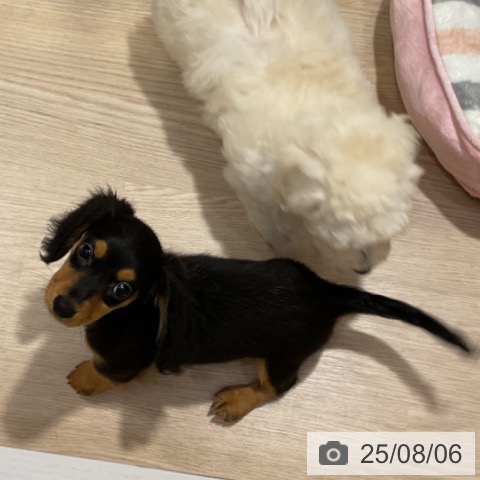 ミニチュア・ダックスフンドの写真