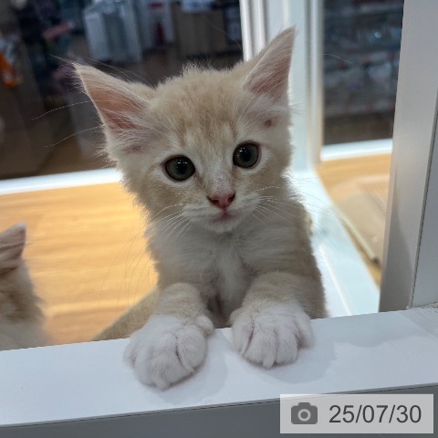 ノルウェージャンフォレストキャットの写真