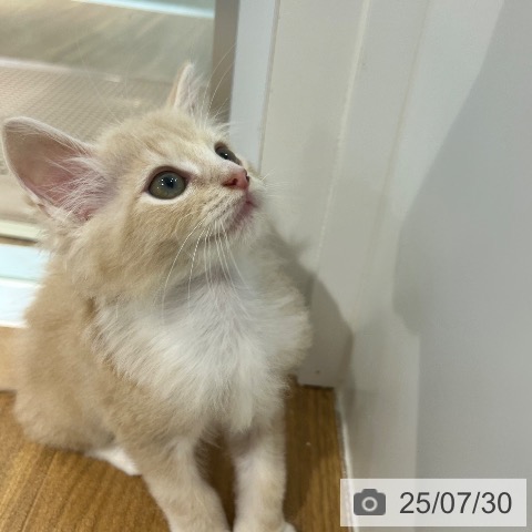 ノルウェージャンフォレストキャットの写真
