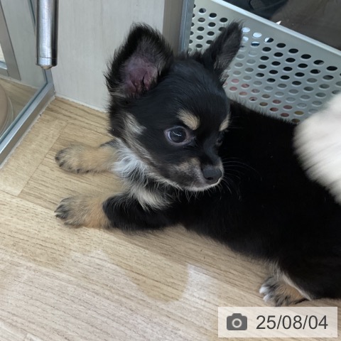 チワワの写真
