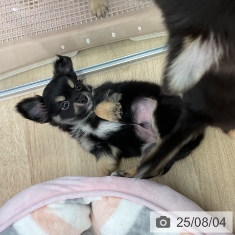 チワワの写真