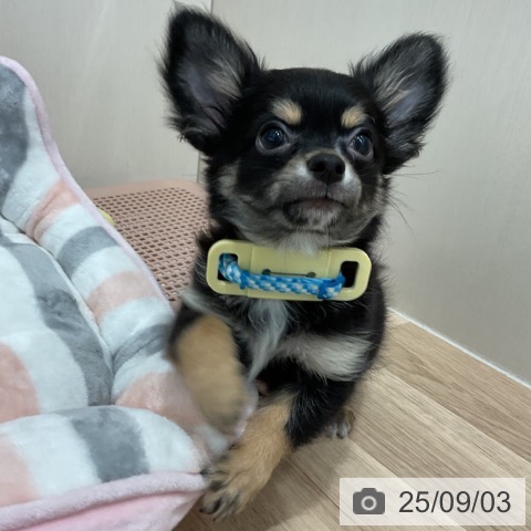 チワワの写真