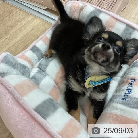 チワワの写真