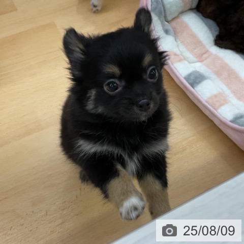チワワの写真