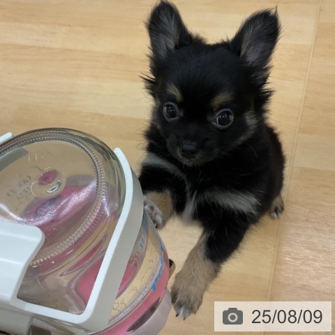 チワワの写真