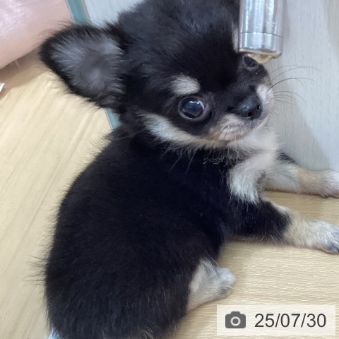 チワワの写真